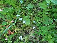 Myosotis des bois (prise a Lens)(1)